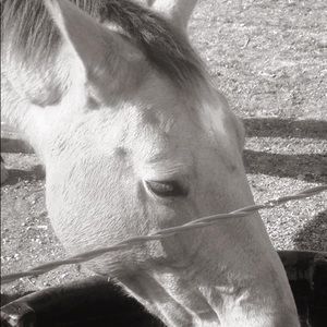 Meet your Posher, Allison